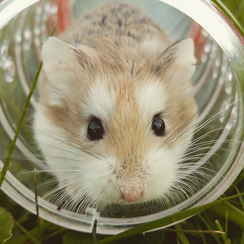 A cute brown and white hampster in a plastic tube