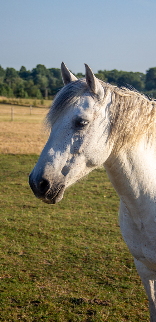 A white horse stood in the sun looking to the left