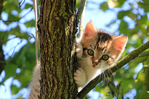 A small brown and white kitten looking down from a tree branch