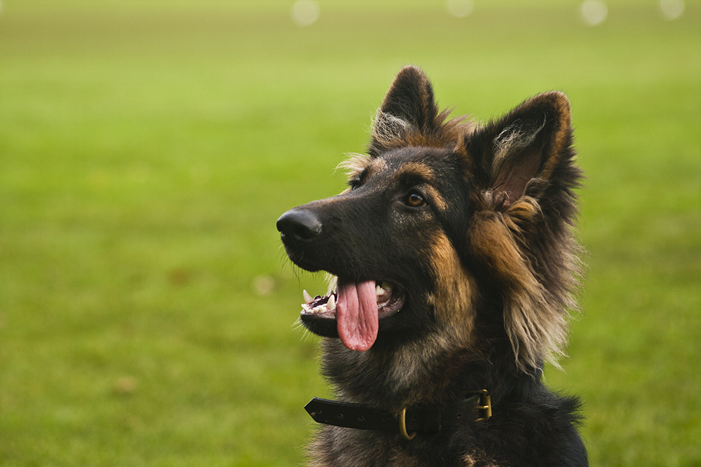 German shepard dog sat in a grassy field with it's toungue hanging out